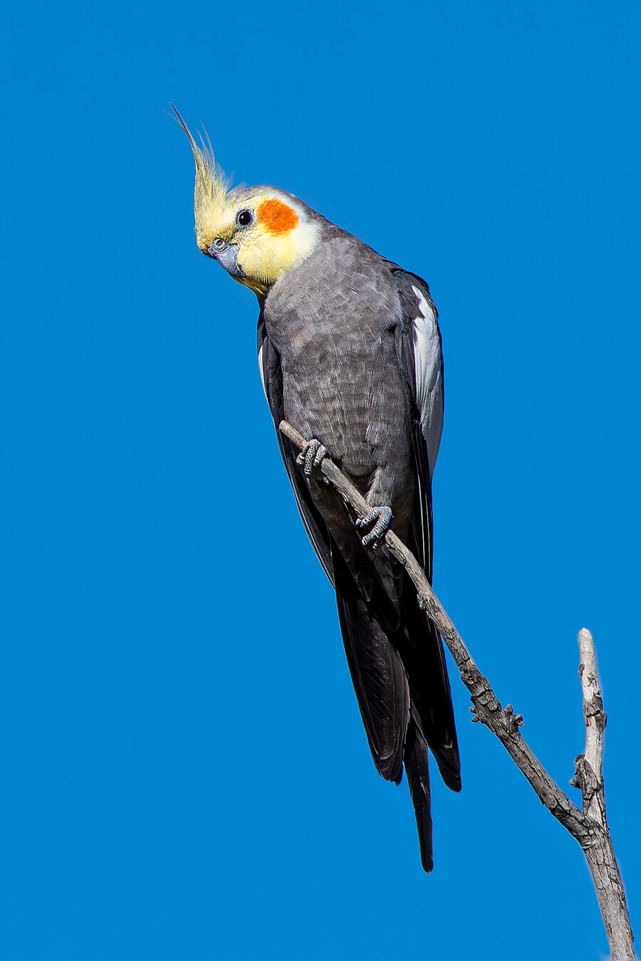 Baby Cockatiel